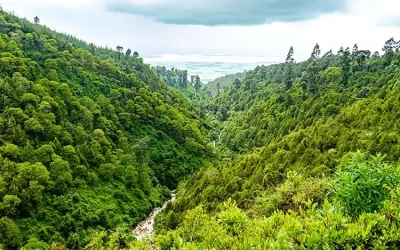 Menagesha Suba Forest Day Tour: Ancient Woods and Endemic Wildlife