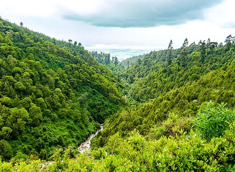 Menagesha Suba Forest Day Tour: Ancient Woods and Endemic Wildlife