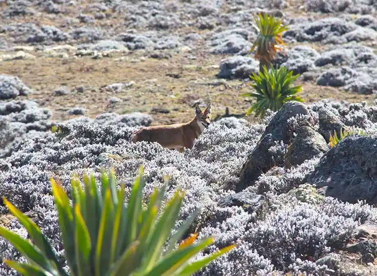 5-Day Bale Mountains Trek Ethiopian Wolves & Alpine Lakes