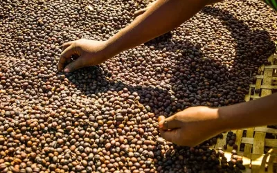 5-Day Coffee Route Tour: Journey to the Origin of Coffee