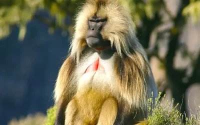 6-Day Simien Mountains Expedition: Summiting Ras Dashen