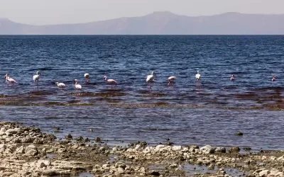 3-Day Rift Valley Tour of Lake Ziway, Abiyata-Shalla Park & Hawassa