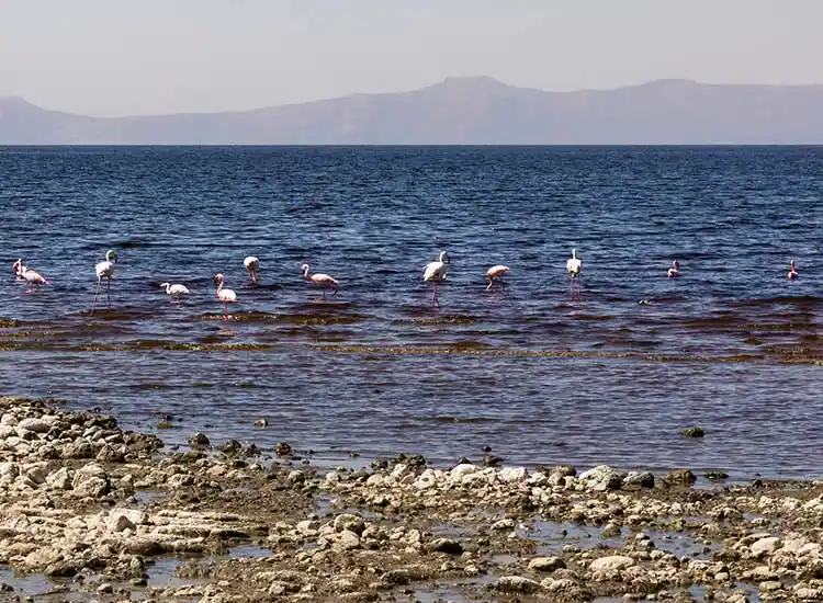 Abijatta Shalla National Park Ethiopia Holiday Packages and Tours