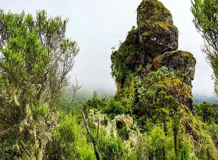 Bale Mountains Ethiopia Tour & Travel Package