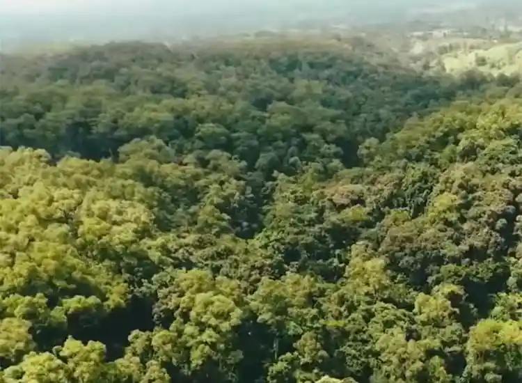 Kaffa Biosphere Coffee Tours Western Ethiopia