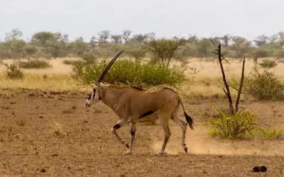 4-Day Adventure to Awash National Park & Harar Walled City