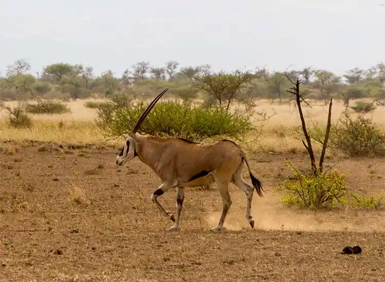 Oryx Awash National Park Safaris Wildlife tours Oryx Awash National Park Safaris Wildlife Tours