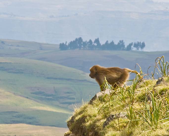 Simien Mountains Ethiopia Tours and Travel Packages