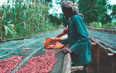 4-Day Coffee Tour to Yirgalem, Hawassa, Yirgacheffe & Aleta Wondo