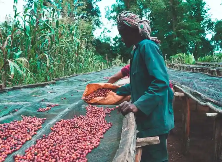 Southern Ethiopia Coffee Tours Kaffa Holidays