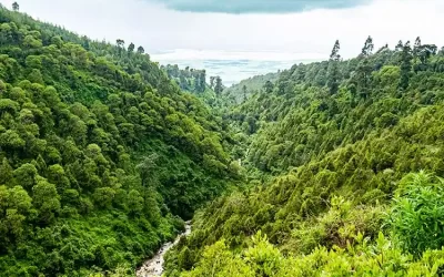 1-Day Trip from Addis Ababa to Menagesha Suba Forest