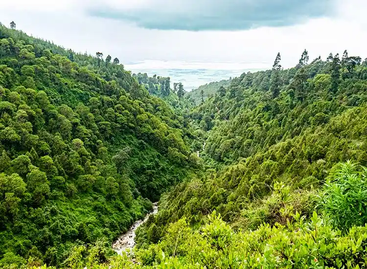 Suba Menagesha Forest Day Trip Tour-and Holiday Packages